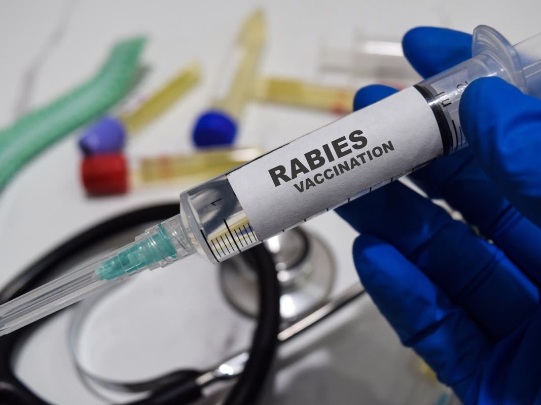 Protect Your Pet: Free Rabies Shots For Dogs, Cats, And Ferrets