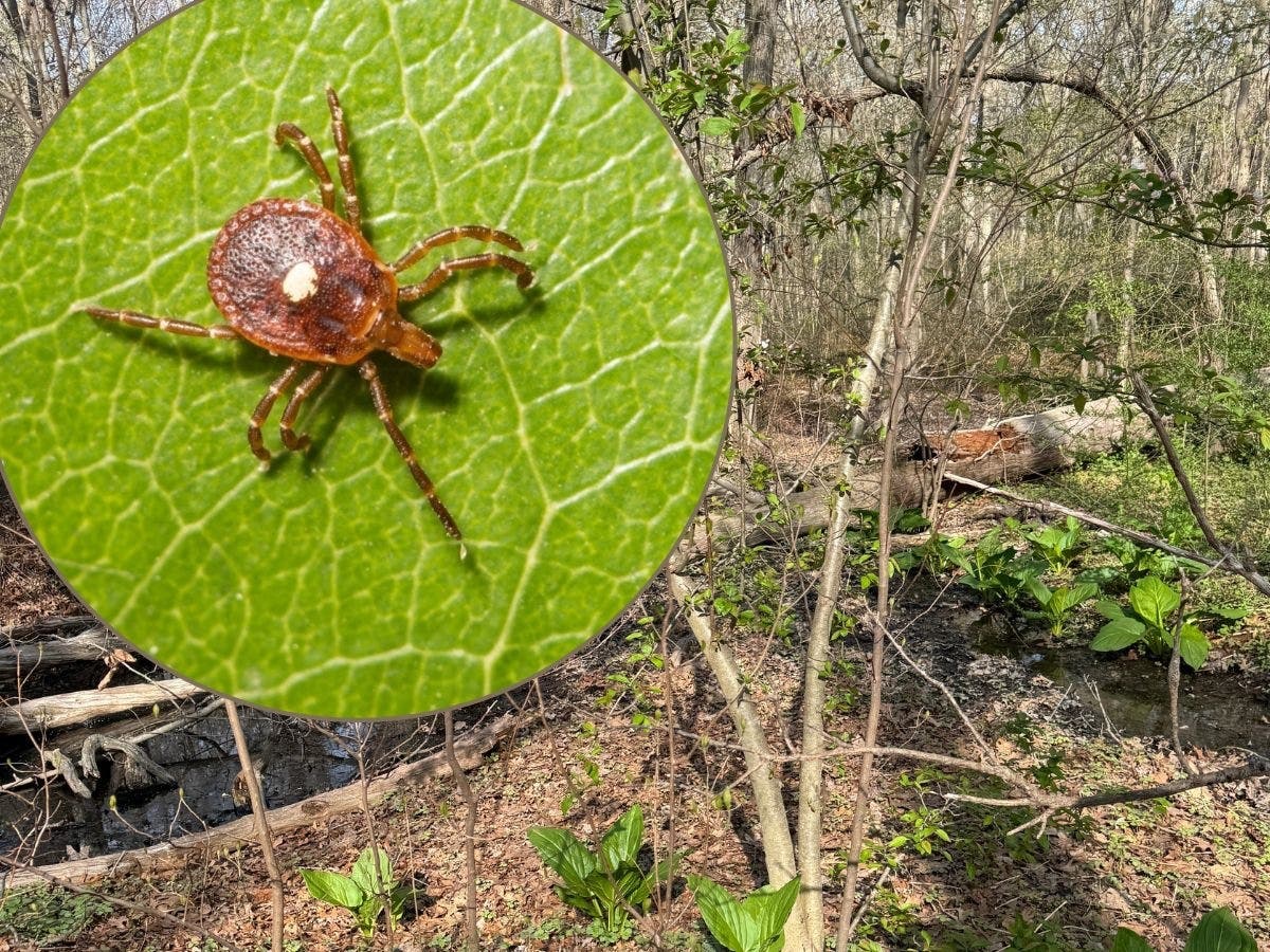 Tick cases are surging more than usual, officials said.