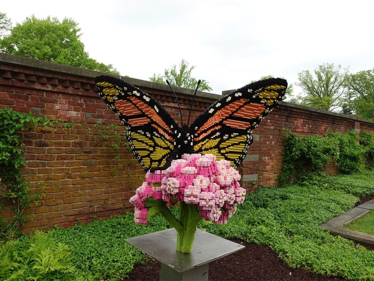 Monarch Butterfly At Old Westbury Gardens