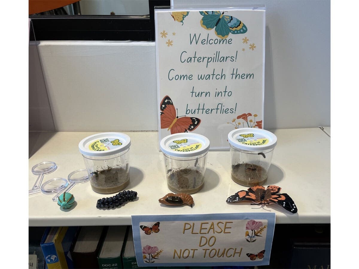 Caterpillar Cam: Nature's Tiny Transformers Begin Their Journey At POB Library