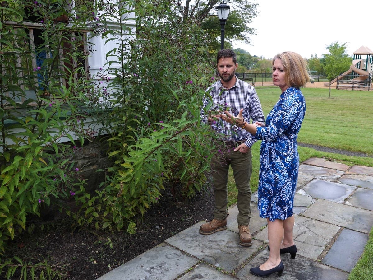 North Hempstead Town Supervisor Jennifer DeSena inspecting invasive plants at Gerry Pond Park in Roslyn.