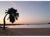 The community bids farewell to their 'sad tree.'