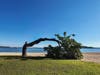 June 6th's storm snapped the sad tree.' 