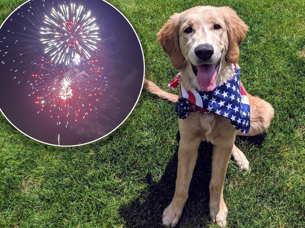 July 4 Fireworks Cause Spike In Lost Dog Reports: What LI Pet Owners ...