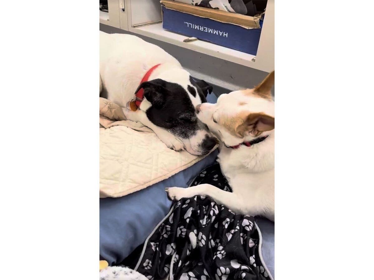 https://patch.com/img/cdn20/users/27191431/20260717/103425/styles/patch_image/public/dogs-1___17103415493.jpg