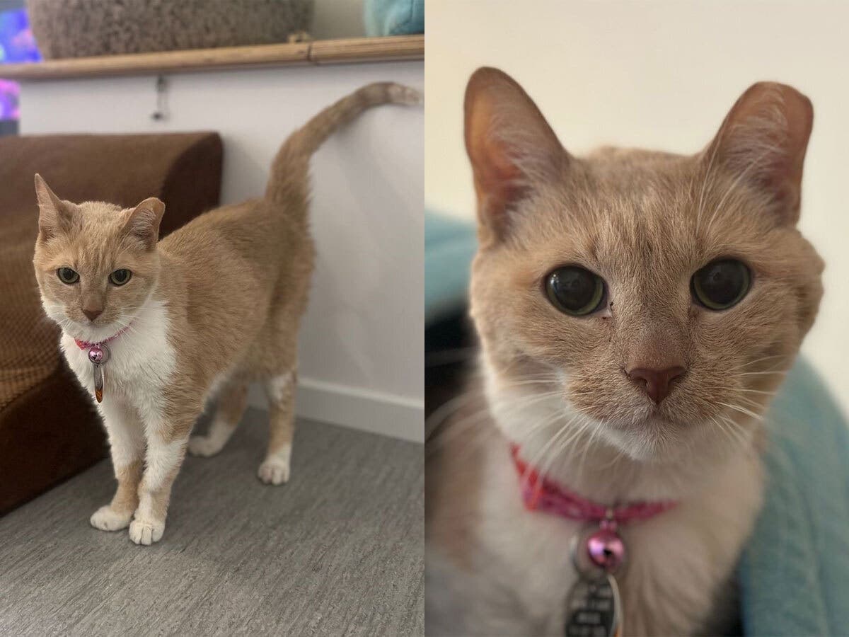 Gentle senior Casablanca is searching for a new beginning after what she thought was her forever home left the country.