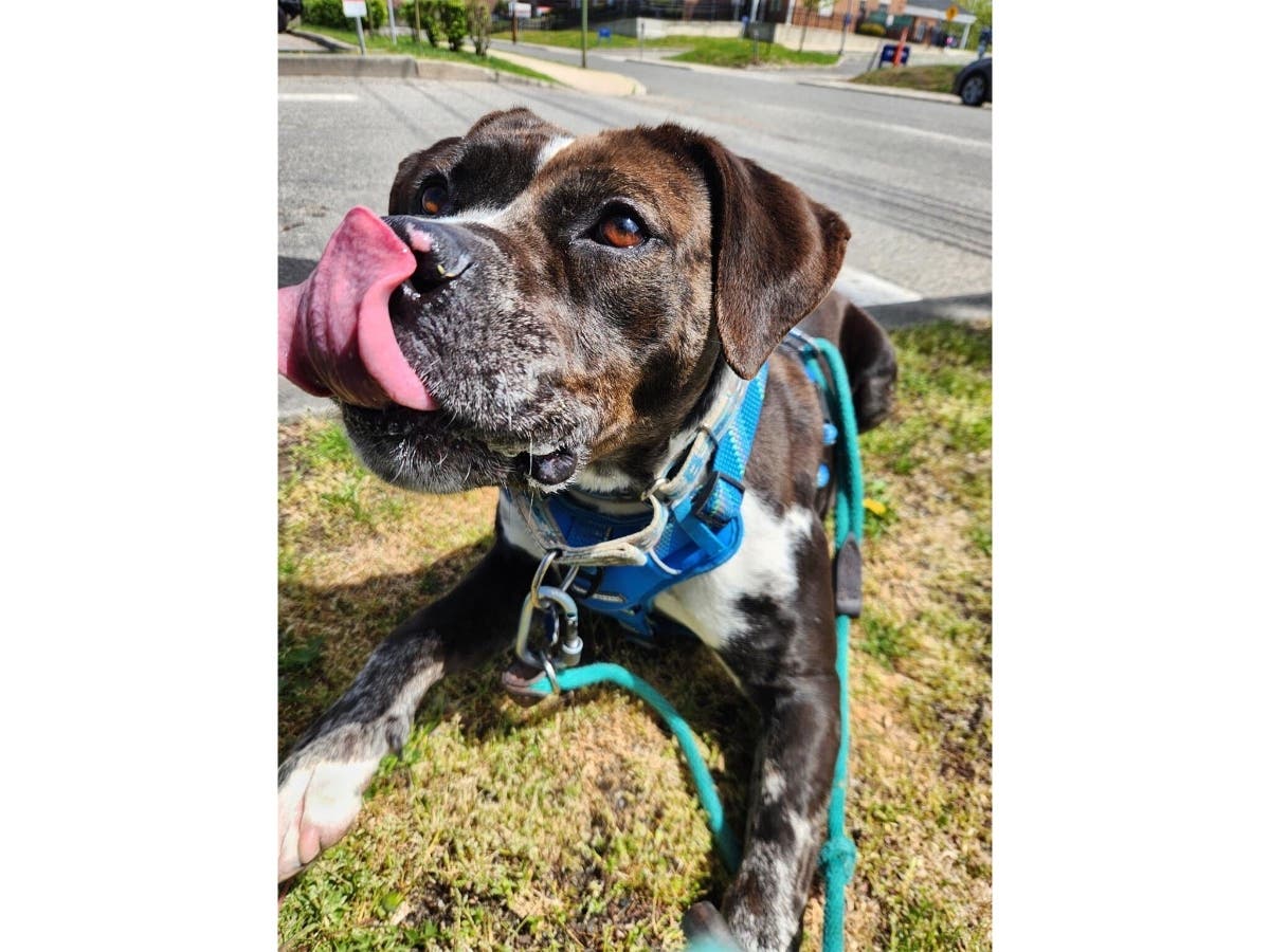 After Remy Was Found 'Emaciated' And Alone, She's Ready For Her Second Chance