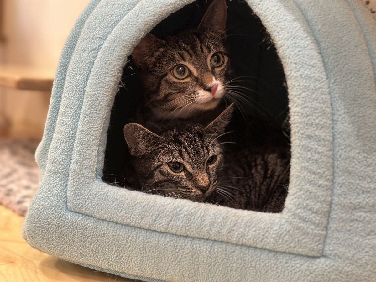 Bonded Brothers Are Ready For Their Forever Home After Long Journey