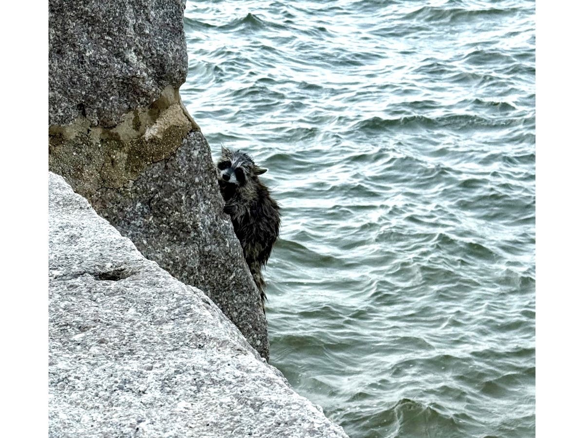 Lifeguards, Residents Rescue Raccoon From North Shore Waters