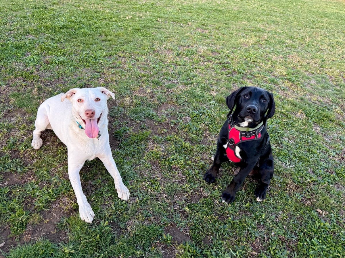 New York's top dog breeds have been revealed, according to U.S. News.