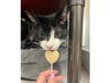 Jean Grey was returned to the shelter last week, through no fault of her own.