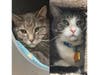 The bonded brothers are looking for their forever home after their owners abruptly moved, shelter staff said.