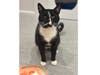 The black-and-white beauty is up for adoption.