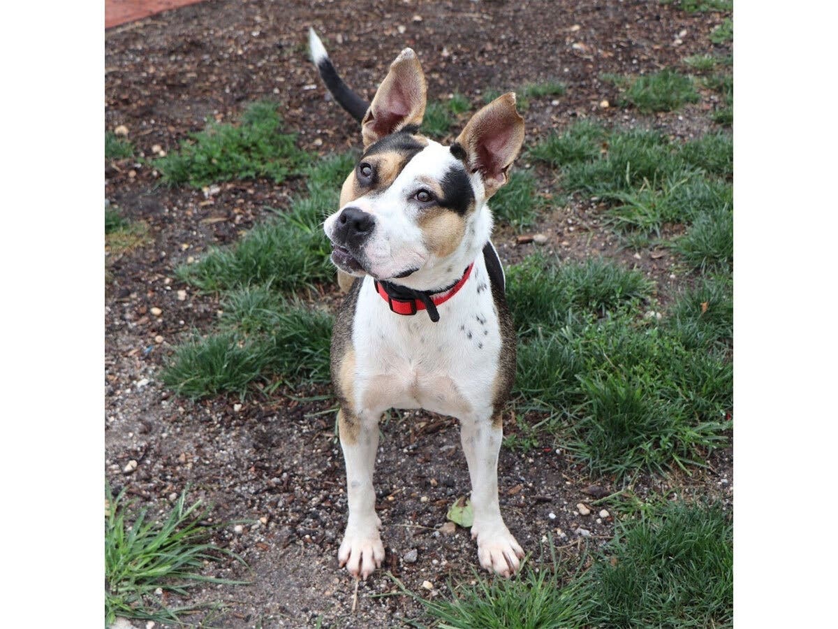 Meet Lovie: Affectionate 2-Year-Old Pup Looking For A Forever Home