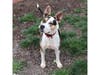 Lovie is looking for her forever family.