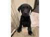 Finn as a young puppy.