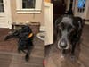 Finn as a puppy with his brother Moose (left) and sister Ashley (right).