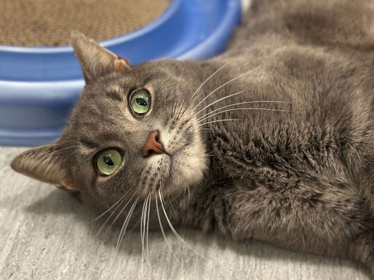 Cat Returned To Shelter After Family's 'Lifestyle Changed'