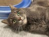 Leonardo is looking for a forever family.