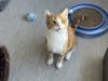 Tyger is looking for his forever family, shelter staff say.