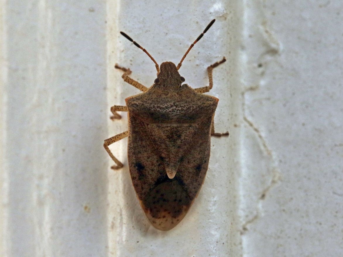 There are several kinds of stink bugs.