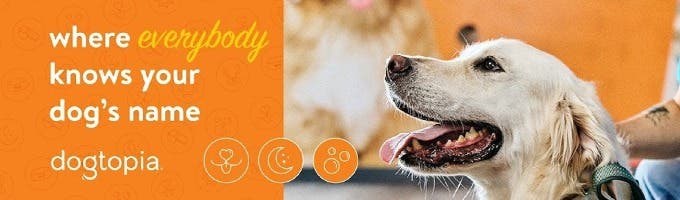 Dogtopia of Rock Hill