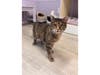 After a lifetime of uncertainty, Kitty is hoping for a quiet, loving home where she can finally feel safe.