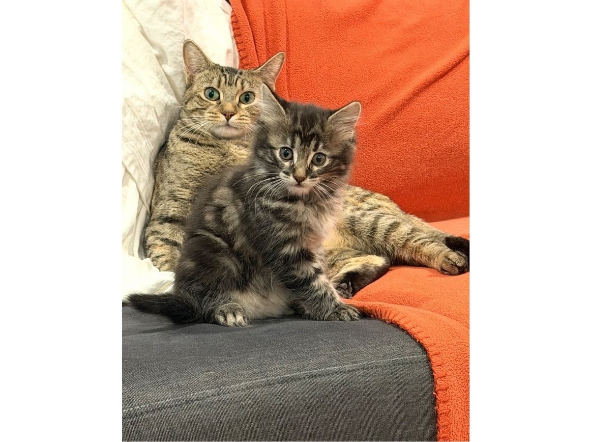 Mimi, a young mother cat rescued from the streets of Queens, is hoping to find a forever home alongside her son, Stormy.