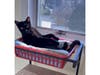 Garfield relaxes beside a scratching post in the kitten room at Grateful Paw Shelter in East Northport, where staff describe him as a “tiny panther with a big personality” who loves toys, attention and greeting visitors at the door.