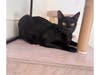 Garfield, an 8-month-old sleek black kitten, lounges comfortably in his window perch at Grateful Paw Shelter, showing off the calm confidence and curious gaze that volunteers say quickly turns into playful zoomies and cuddles.