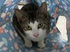 Milan, the gentle gray-and-white tabby, looks up from inside a colorful tunnel toy, showing the calm, affectionate personality he shares with his brother Amalfi as they await adoption together.