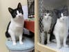 Amalfi, the black-and-white brother, sits attentively in his habitat while Milan, the gray-and-white tabby, peers out beside him as the bonded pair wait together for a family to notice them at Petco in Commack.