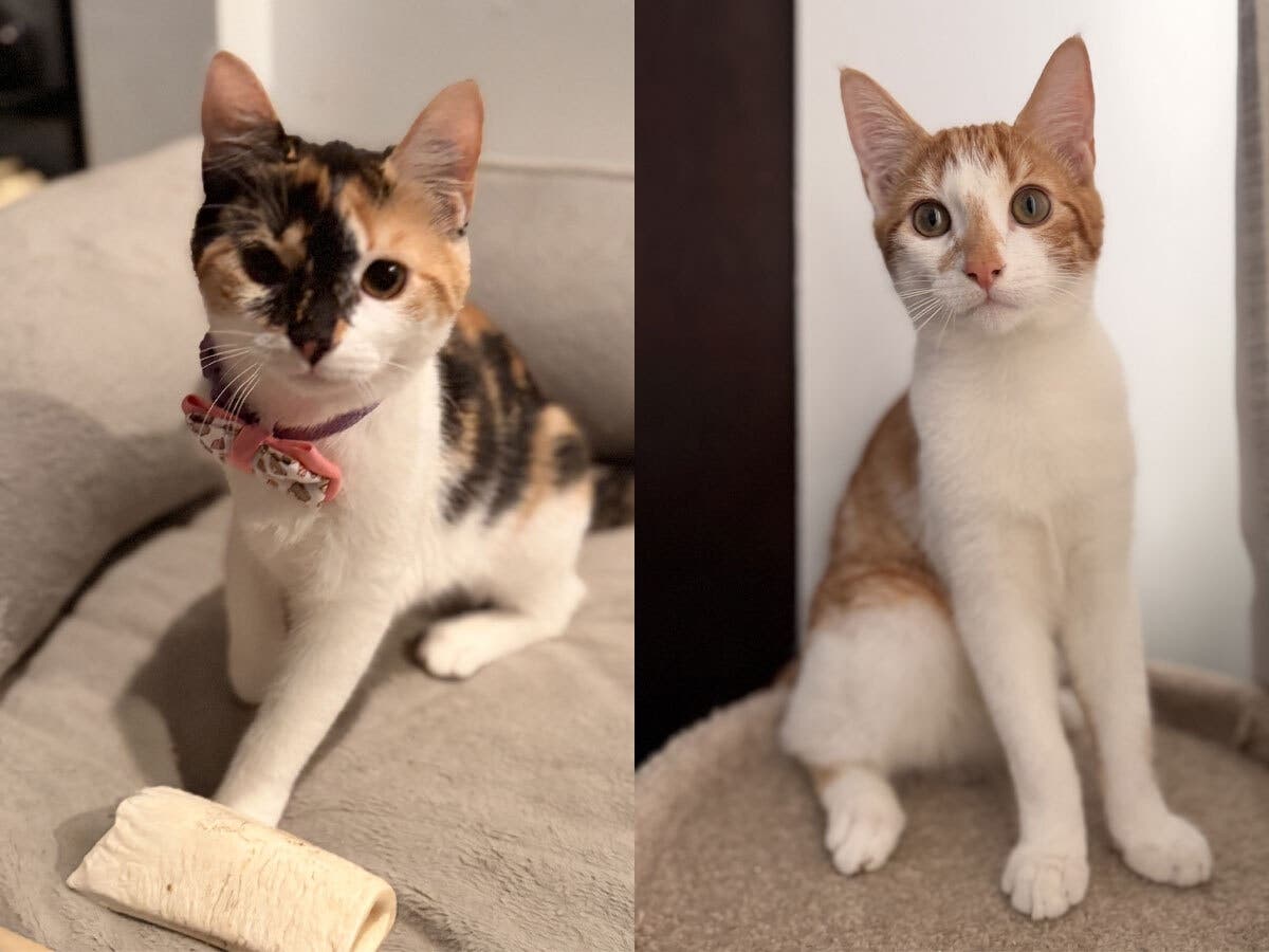 Dottie, left, and Mighty Man, right, are bonded siblings available for adoption through Northport Cat Rescue Association