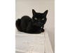 Described by volunteers as a gentle “black panther,” Blackie loves feather toys, treats, and quiet companionship.