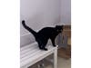 Blackie, a 10-year-old black cat at Grateful Paw Cat Shelter in East Northport, enjoys lap time and window watching while waiting for a forever home.