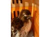 A rescued red-tailed hawk stands inside a transport carrier after being brought to Sweetbriar Nature Center for treatment in Smithtown.