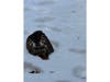 The red-tailed hawk lies face-down in the snow in Dix Hills before being rescued by a volunteer and transported for rehabilitation.
