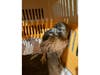 Sweetbriar staff placed the red-tailed hawk in quarantine upon arrival due to concerns of possible avian influenza.