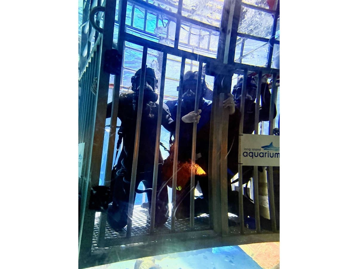 Participants in the “Shark Tank Showdown” fundraiser will be lowered into a shark tank at the Long Island Aquarium in Riverhead.