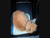 The rescued cat, later named “Garfield,” is seen after being removed from the tracks. The animal was transported to a West Babylon care facility for evaluation, police said.