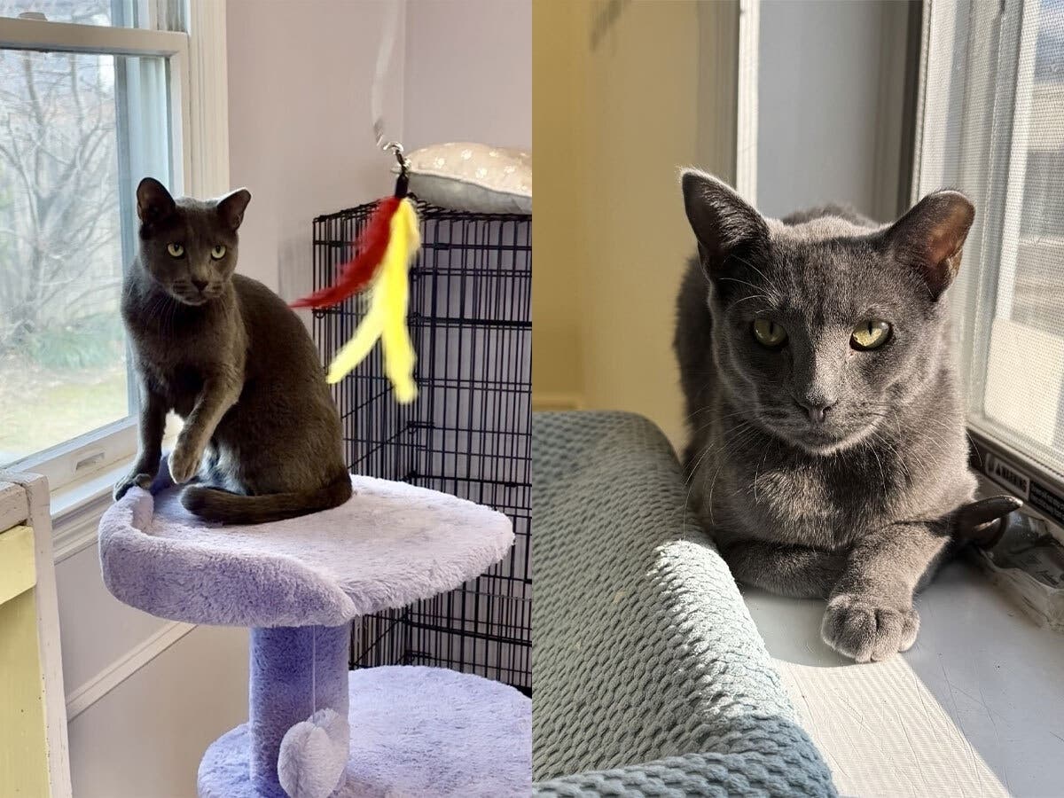 Vance, a shy but gentle 2-year-old cat, is waiting for a patient home at Grateful Paw Cat Shelter in East Northport.