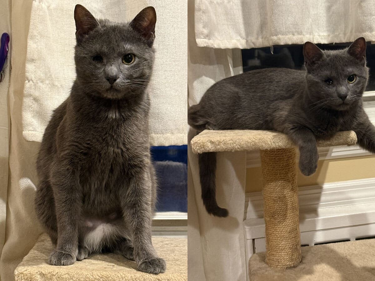 Phoebe, a 4-year-old cat rescued from a doorstep in Medford, is available for adoption through Northport Cat Rescue Association.