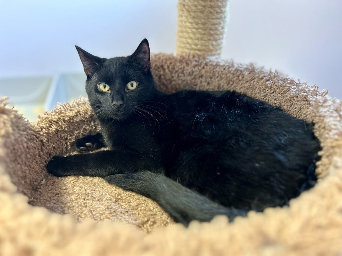 Peekaboo, a nearly 2-year-old black cat, is waiting for a patient home at Grateful Paw Cat Shelter in East Northport.