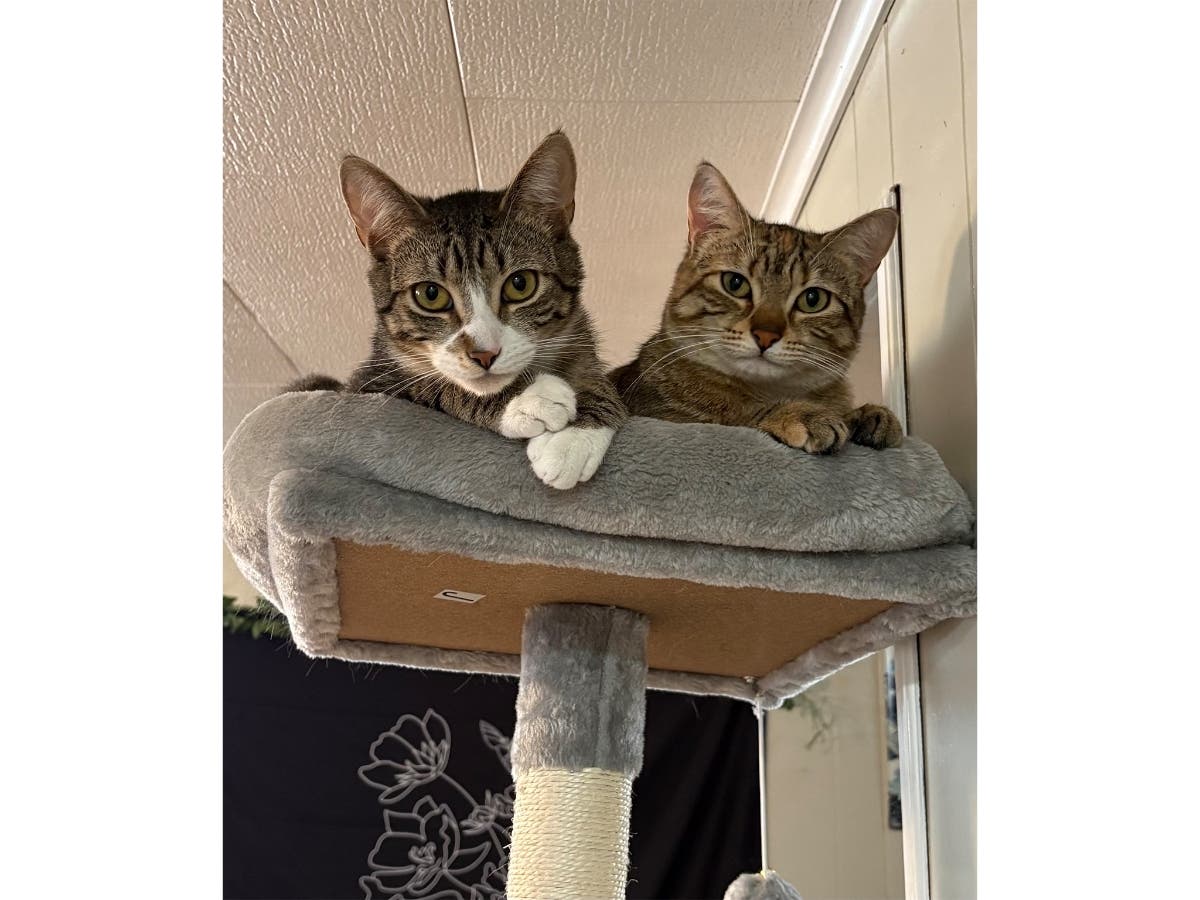Overlooked At Adoption Event, Whitney & Wylie Still Waiting: Northport Kitties Of The Week 