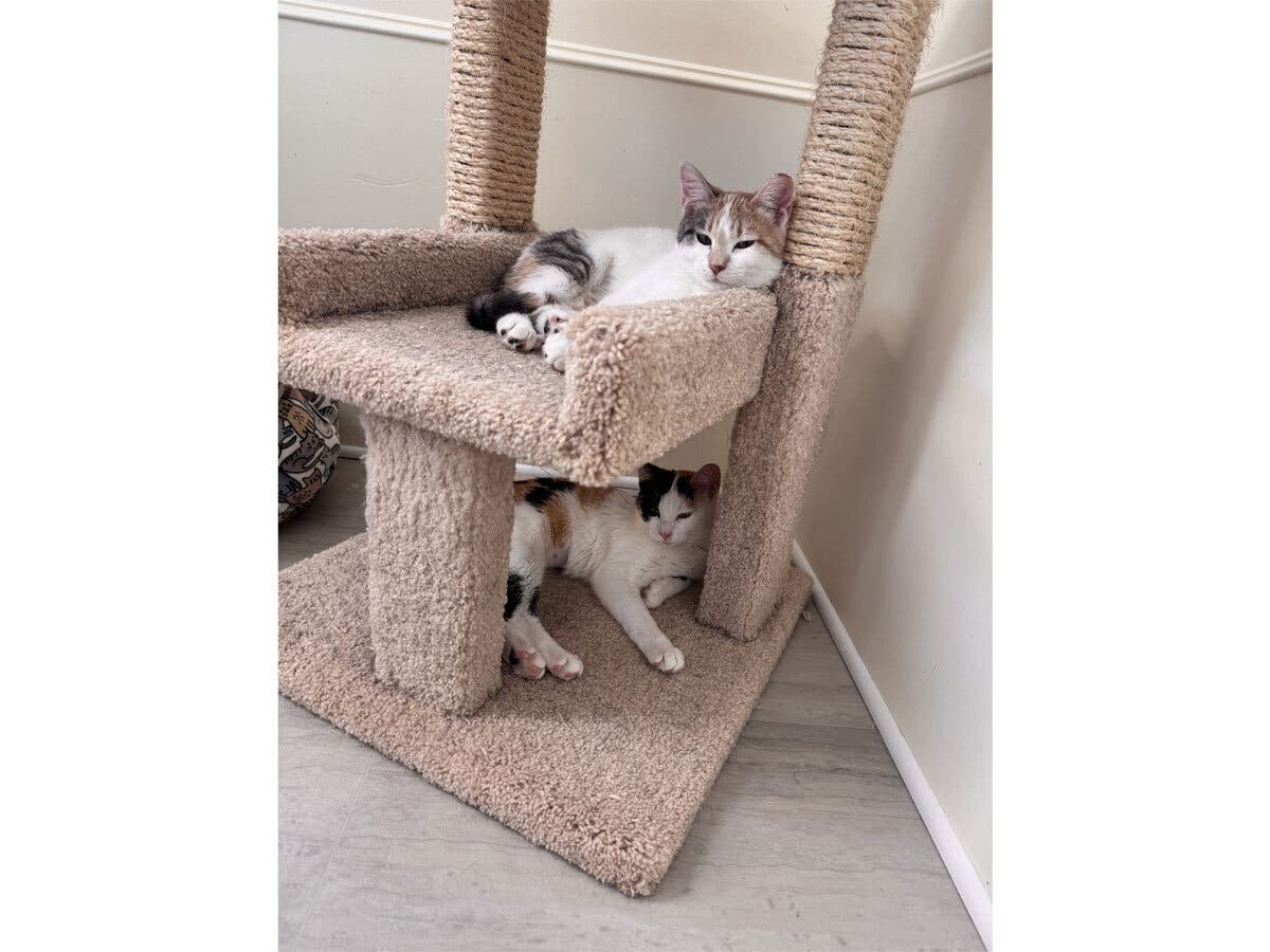 Bonded Calico Sisters Elsa & Anna Looking For A Home: Huntington Pet Of The Week