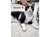 Bastian, one half of a bonded pair with Remy, is described as a sweet and social kitten who enjoys attention and companionship.