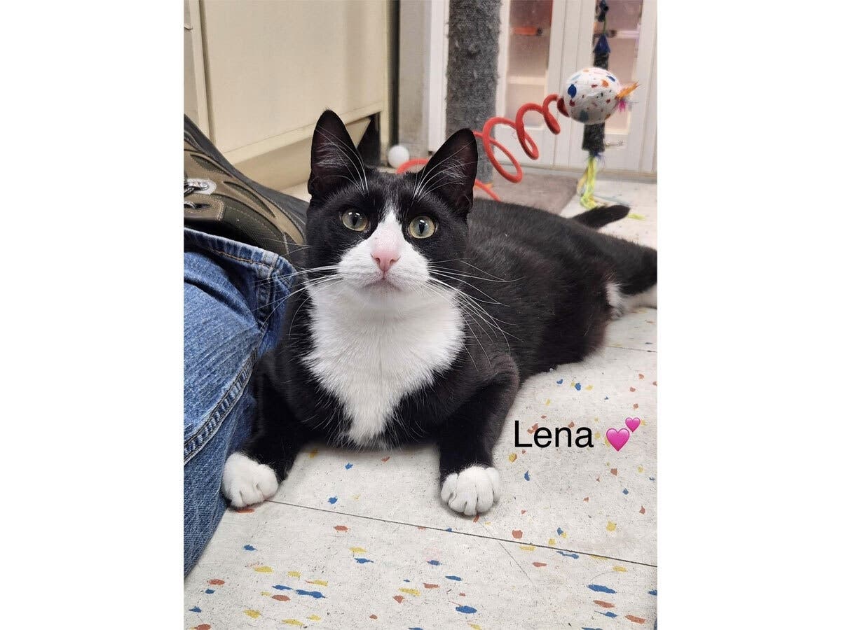 4 Kittens, 1 Year Old, Still Waiting For Homes: Northport Kitties Of The Week