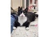 Lena, part of a bonded pair with Phantom, is described as affectionate and devoted, staying by her brother’s side through his recovery, according to Northport Cat Rescue Association.
