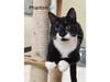 Phantom, who recently underwent dental surgery, is now regaining his playful personality with the help of his bonded sister Lena, volunteers said.