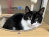 Remy, pictured resting in his enclosure, is part of a bonded pair with Bastian and has been waiting for a home for over a year, according to the rescue.